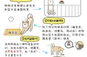 法斗犬怎么训练大小便（法斗训练方法）