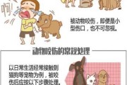 猫狗咬伤怎么办PPT（猫狗咬伤整个现场急救过程）