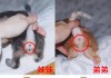 怀孕后的母猫能和公猫一起养吗?（怀孕后的母猫能和公猫一起养吗有影响吗）