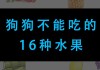 狗狗什么水果不可以吃（狗狗不宜吃的水果）