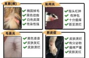 犬猫42种常见病（猫狗常见的疾病与治疗）