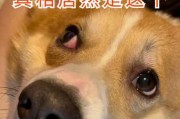 京巴狗眼睛有点红怎么回事（京巴犬老有泪痕是什么原因）