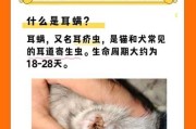 猫咪耳螨治不好会怎么样（猫咪耳螨治不好怎么办）