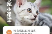 奶猫没有猫妈妈怎么办（奶猫没有母猫喂养能活多久）