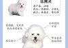 比熊幼崽怎么养?（比熊犬幼崽怎么养）