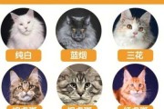 缅因猫好坏（缅因猫品相标准）