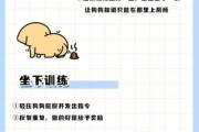 犬类训练教程（犬类训练教程视频）