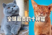 世界上最贵的宠物猫咪图片（世界上最贵的猫叫什么）