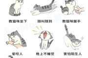 猫咪基本训练有哪些方法（猫猫训练）