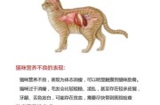 猫咪不能吃哪些食物?（猫咪不能吃哪些食物和水果）