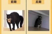 猫咪受到刺激会出现这种症状吗（猫受刺激后性格大变）