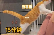 如何正确的训练猫咪握手（如何正确的训练猫咪握手的方法）