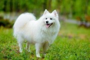 纯种银狐犬大概多少价位（银狐犬多钱一只）