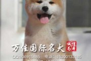 纯种秋田犬多少钱一只（中华田园犬多少钱一只幼犬）