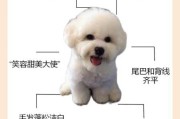 如何打理比熊犬及饲养的毛发（如何打理比熊犬及饲养的毛发图片）