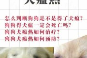 犬瘟热真的很难治吗（犬瘟热有没有可能自愈）