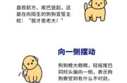 狗狗尾巴不同动作的含义图片（狗狗尾巴动作的含义图解）