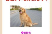 怎么看纯种金毛幼犬（怎么看金毛品种纯不纯）