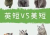 短尾短毛猫（短尾猫和短毛猫的区别）