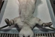 猫咪绝育后影响发育吗（猫咪绝育会导致死亡吗）