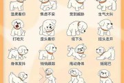 真实刚满月比熊（满月比熊犬正确的养法）