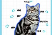 虎斑猫怎么看品相好不好（虎斑猫怎么看品相好坏）