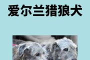 爱尔兰猎狼犬图片介绍（爱尔兰猎狼犬的优缺点）