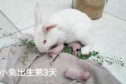 如何给宠物兔科学喂食视频（怎么给兔子喂食物）