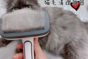 清除猫毛（如何清除猫毛）