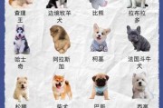 新手适合养什么狗中型犬（新手适合养什么狗中型犬呢）