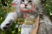 猫遗传病（缅因猫遗传病）