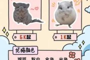 银斑龙猫和米色哪个贵（银斑龙猫和米色哪个贵）