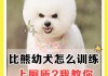 比熊犬发烧了该怎么办（比熊狗狗发烧怎么办）