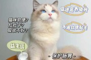 猫的日常保健（猫日常保健吃益生菌频率）