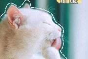 猫可以吃猪肝不（猫可以吃猪肝儿吗）