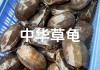 中华草龟怎么养吃什么蔬菜（中华草龟吃什么有营养）