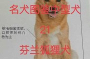 芬兰狐狸犬的介绍以及特征（芬兰狐狸犬的介绍以及特征是什么）