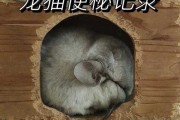 龙猫便秘图正常便对比（龙猫便秘吃什么药）