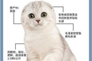 苏格兰折耳猫的性格特征（苏格兰折耳猫性格怎么样）