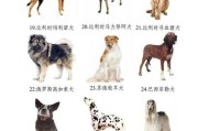 种母犬如何挑选品种（母犬宠物）