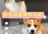 柯基幼犬怎么训（柯基幼犬怎么训练服从）