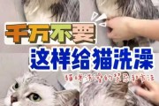 猫咪不爱洗澡怎么清洁（猫猫不洗澡怎么清洁）