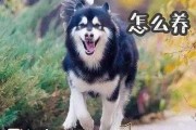 阿拉斯加犬饲养方法（阿拉斯加犬的饲养方法）