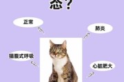 猫咪咳喘怎么回事（猫又咳又喘）