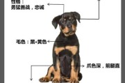 如何辨别纯种罗威纳犬幼犬（怎么分辨罗威纳幼犬）