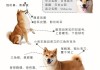 柴犬饲养方法（柴犬饲养方法视频）