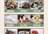 牧羊犬得了肠胃炎怎么治?（牧羊犬肠胃炎吃什么药）