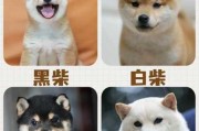 3个月小柴犬多少钱一只（柴犬什么颜色的最贵）