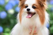 蝴蝶犬能长几斤（蝴蝶犬能长几斤重）