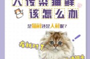 人猫共患传染病（人得了猫的传染病怎么办）